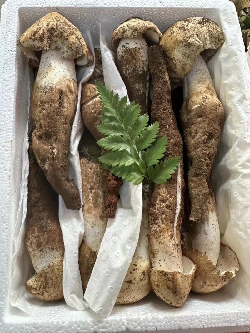 精品野生菌