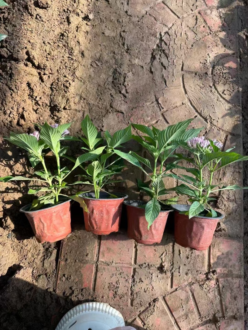 繁星花，价格实惠，精品苗木基地直发