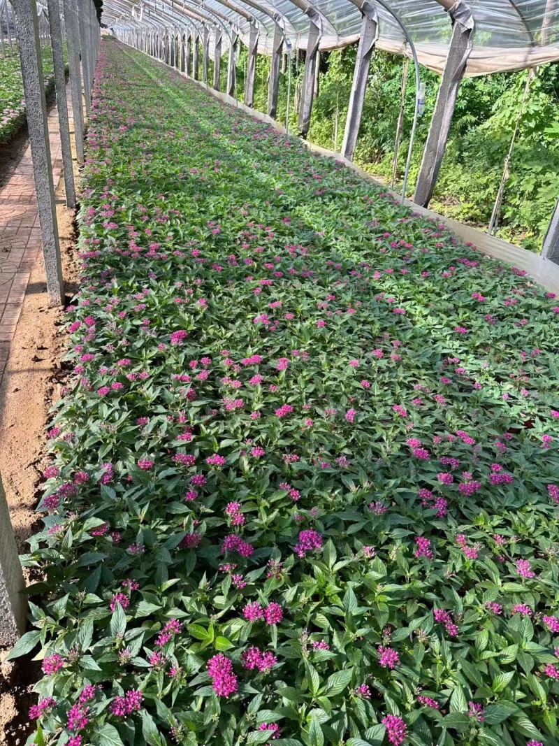 繁星花，价格实惠，精品苗木基地直发