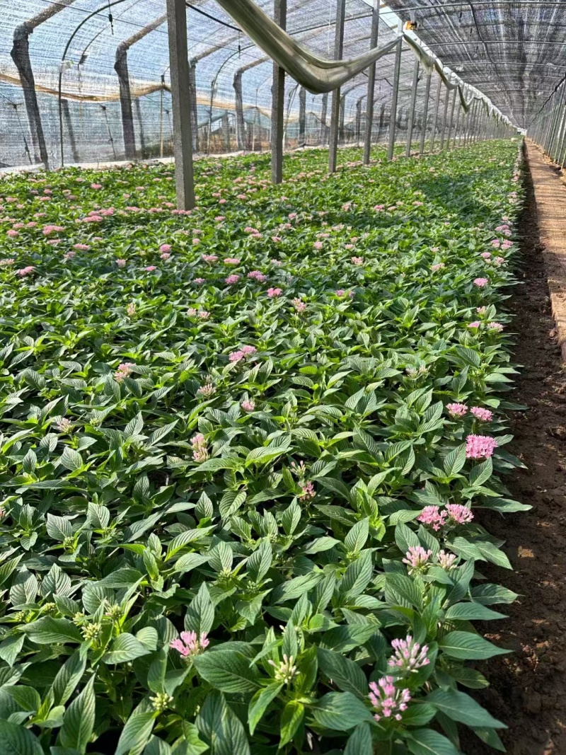 繁星花，价格实惠，精品苗木基地直发