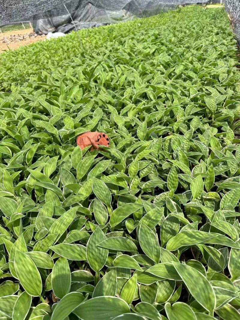 法兰西玉簪精品苗木，基地直发