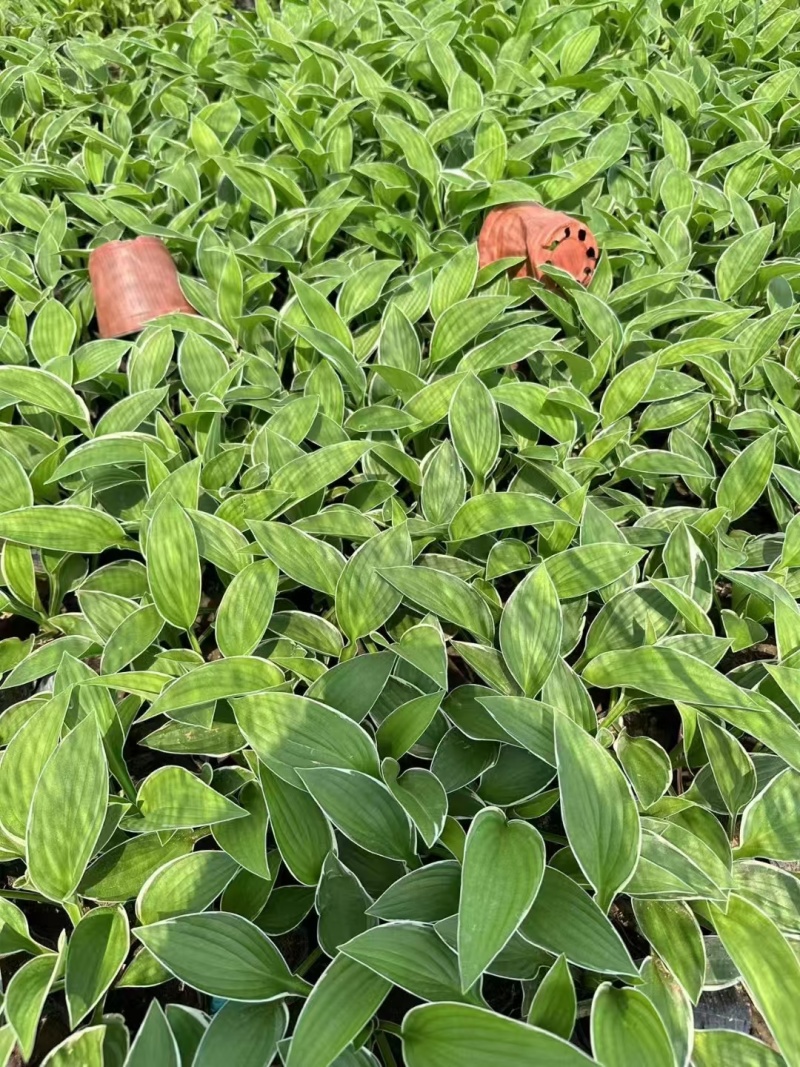 法兰西玉簪精品苗木，基地直发