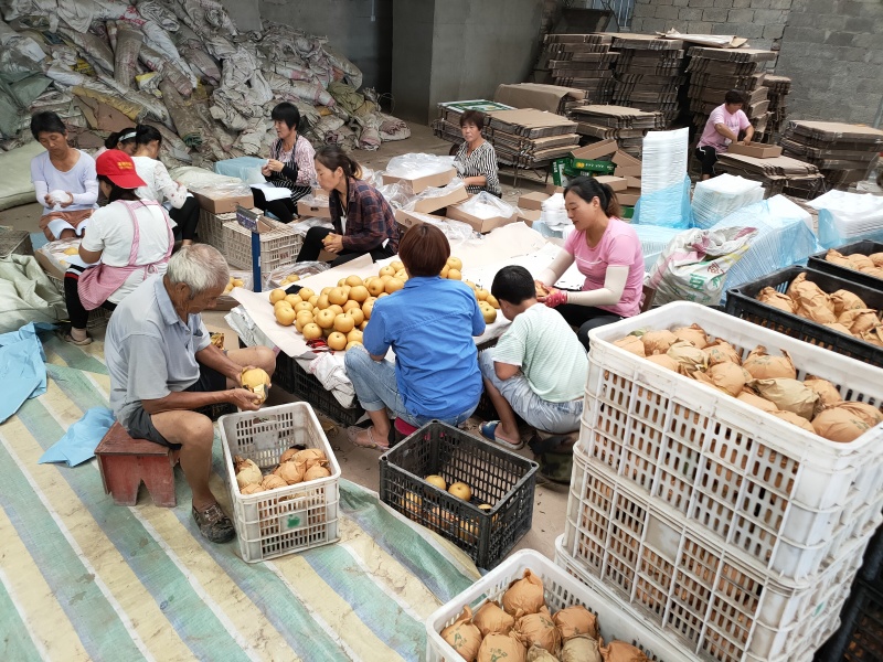 秋月梨江苏梨代办产地直发一手货源欢迎选购