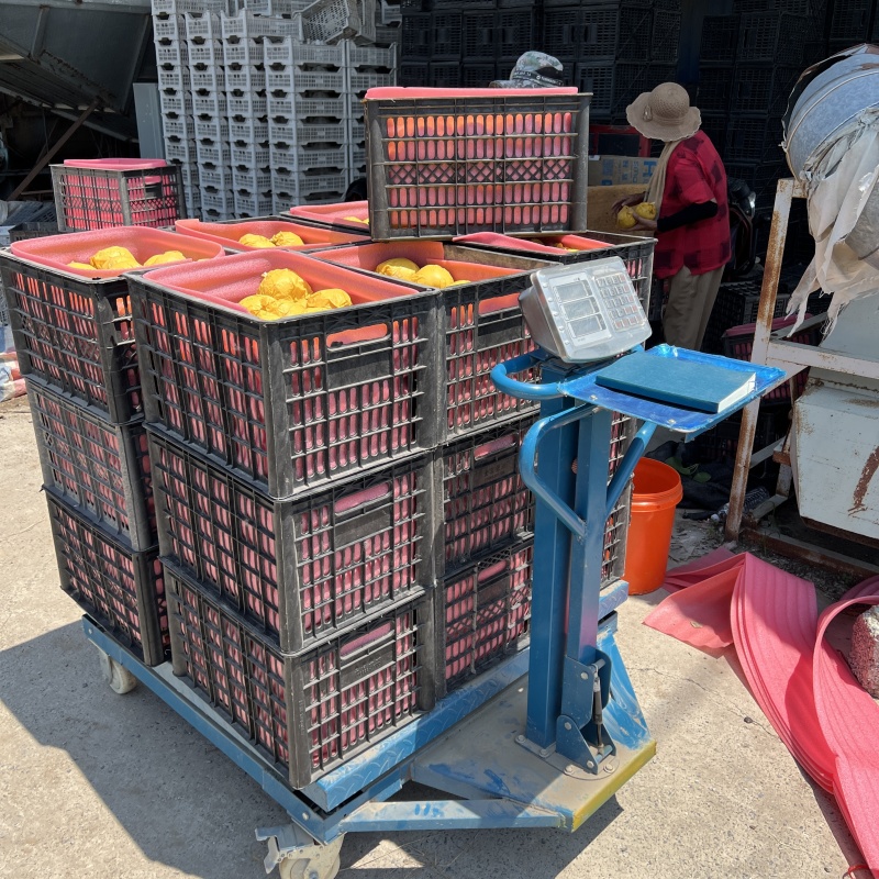 江苏精品翠冠梨上市产地直发脆甜多汁欢迎来电洽谈