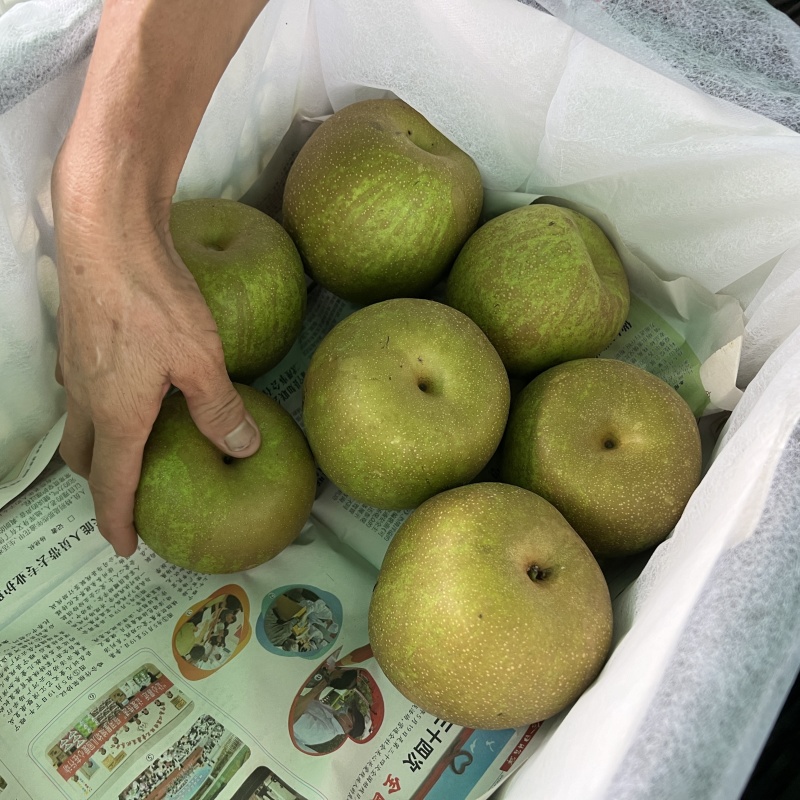 江苏精品翠冠梨上市产地直发脆甜多汁欢迎来电洽谈