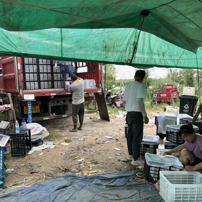 江苏精品翠冠梨上市产地直发脆甜多汁欢迎来电洽谈