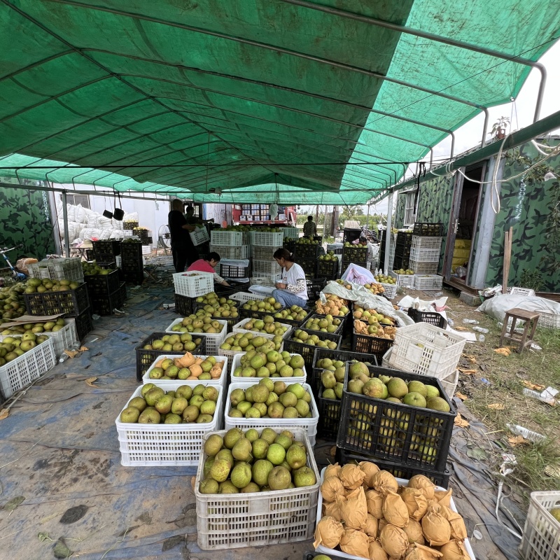 江苏精品翠冠梨上市产地直发脆甜多汁欢迎来电洽谈