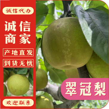 江苏精品翠冠梨上市产地直发脆甜多汁欢迎来电洽谈