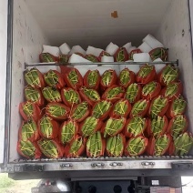 花糯玉米，花甜糯玉米，大量鲜食玉米，欢迎来电咨询