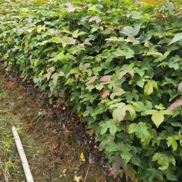 【量大优惠】枫香杯苗、枫香小苗、基地现挖品质保障