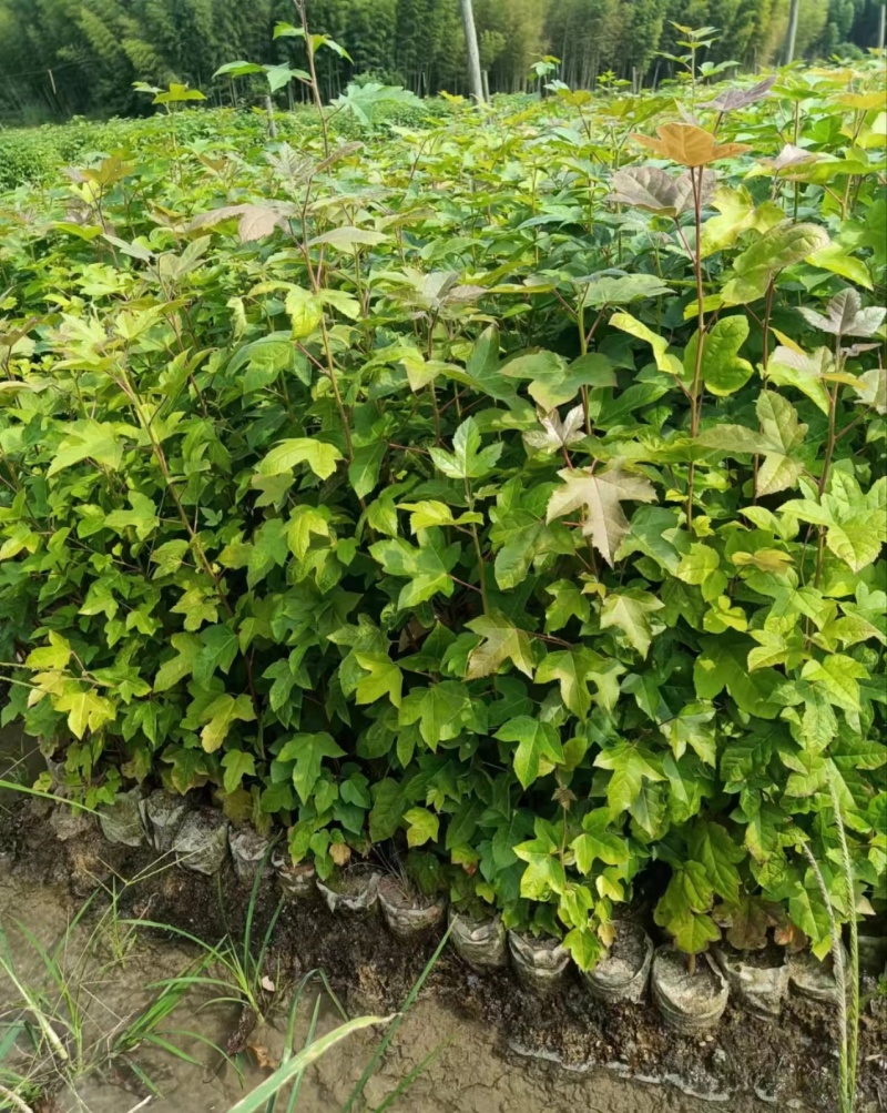 【量大优惠】枫香杯苗、枫香小苗、基地现挖品质保障