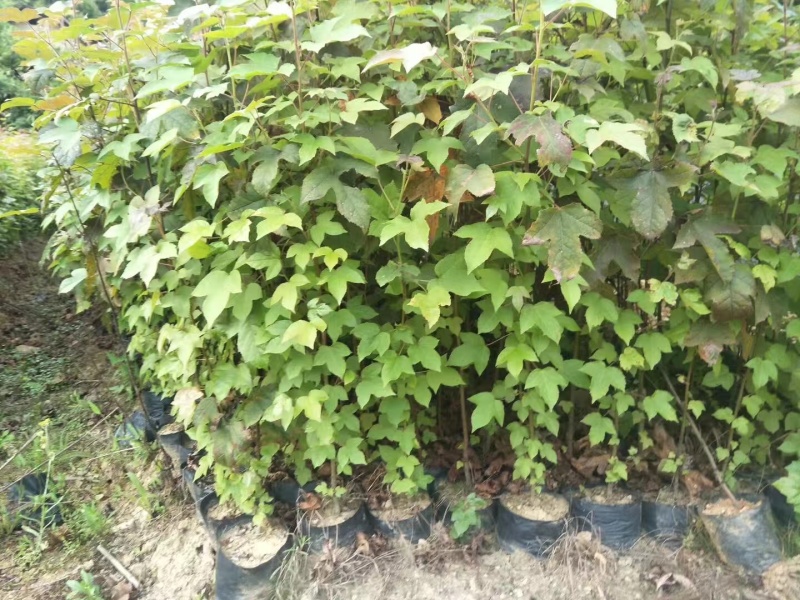 【量大优惠】枫香杯苗、枫香小苗、基地现挖品质保障
