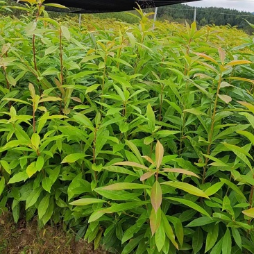 【量大优惠】江西木荷苗木荷怀苗基地现挖品质保障