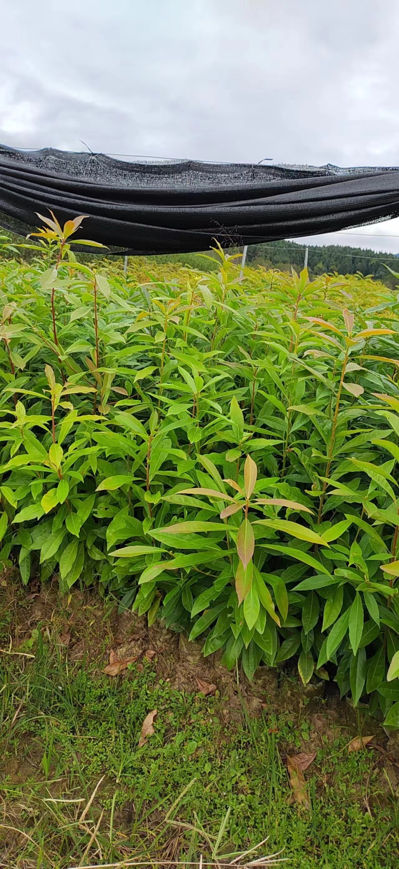 【量大优惠】江西木荷苗木荷怀苗基地现挖品质保障