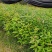 【量大优惠】江西木荷苗木荷怀苗基地现挖品质保障