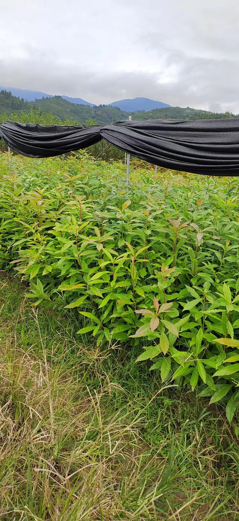 【量大优惠】江西木荷苗木荷怀苗基地现挖品质保障