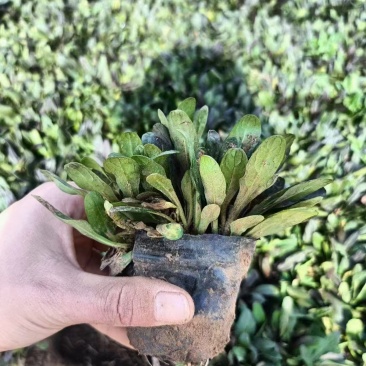 多花筋骨草，价格实惠，精品苗木