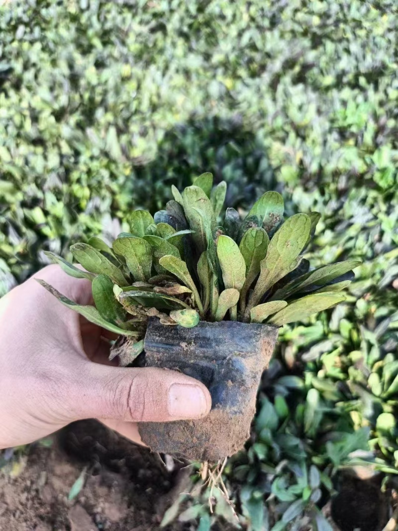 多花筋骨草，价格实惠，精品苗木