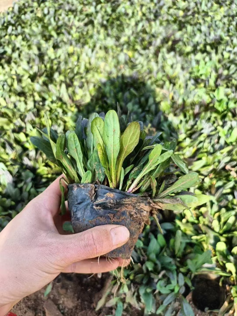 多花筋骨草，价格实惠，精品苗木