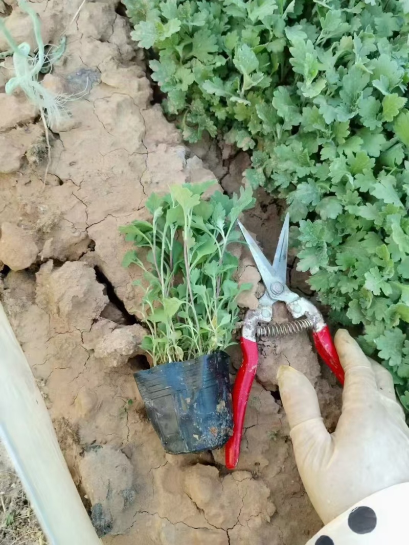 地被菊，价格实惠，基地直发