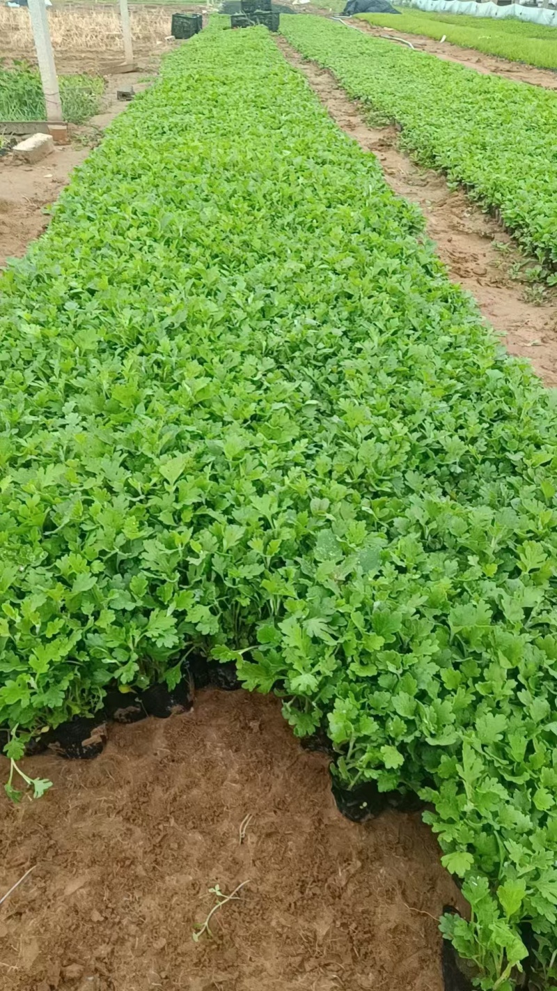 地被菊，价格实惠，基地直发