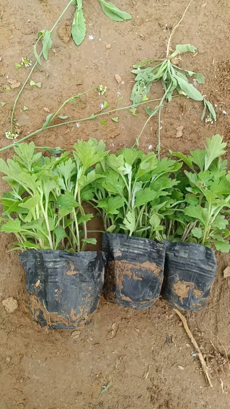 地被菊，价格实惠，基地直发