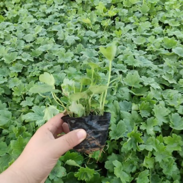大花飞燕草，精品苗木绿化专用，基地直发