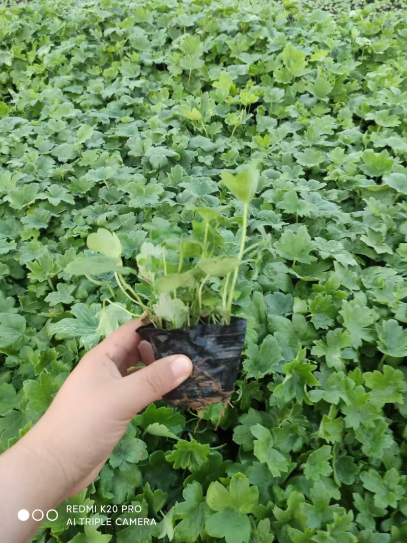 大花飞燕草，精品苗木绿化专用，基地直发