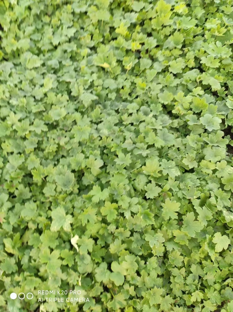 大花飞燕草，精品苗木绿化专用，基地直发