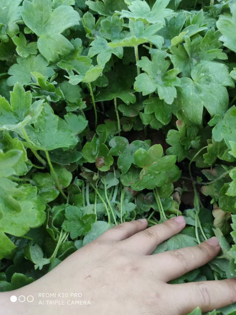 大花飞燕草，精品苗木绿化专用，基地直发