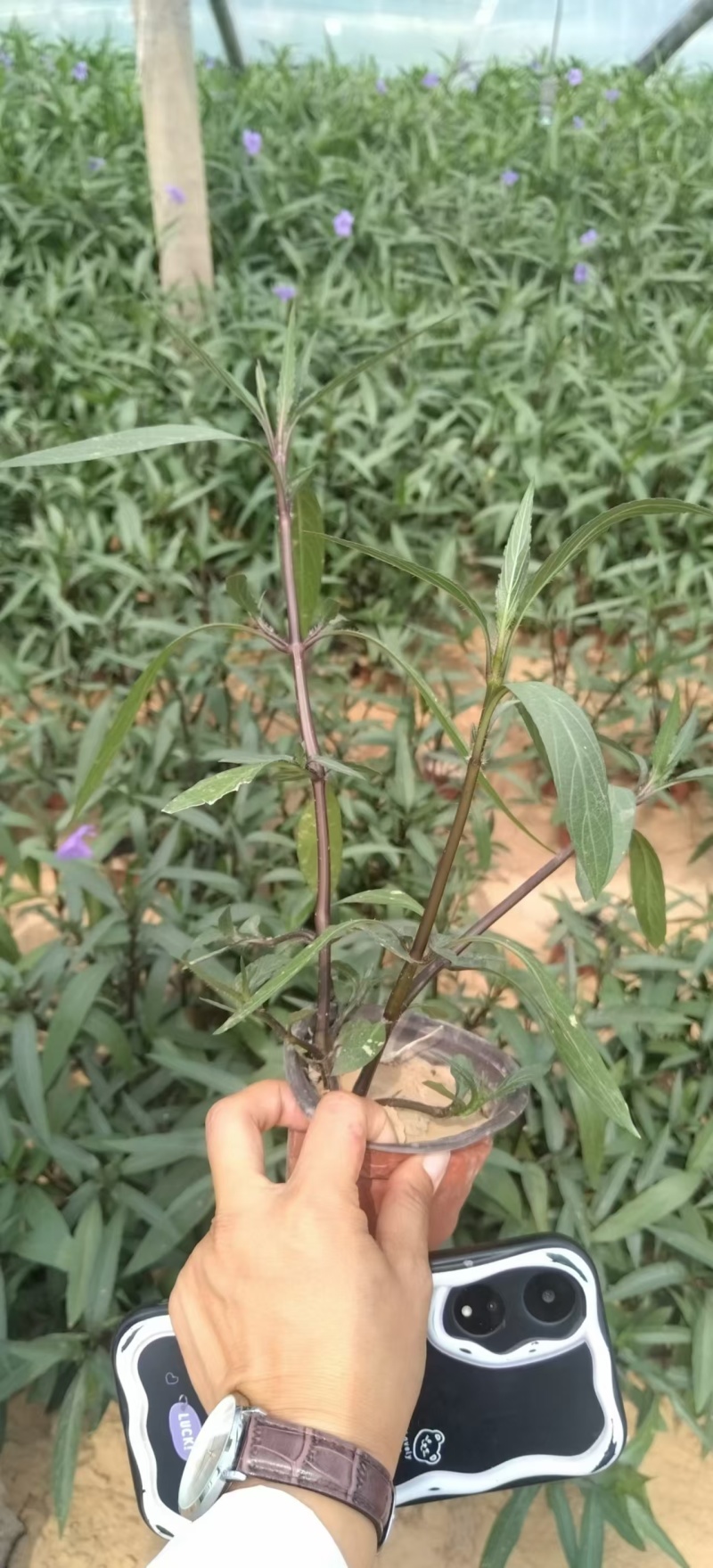 翠芦莉，精品苗木。绿化专用