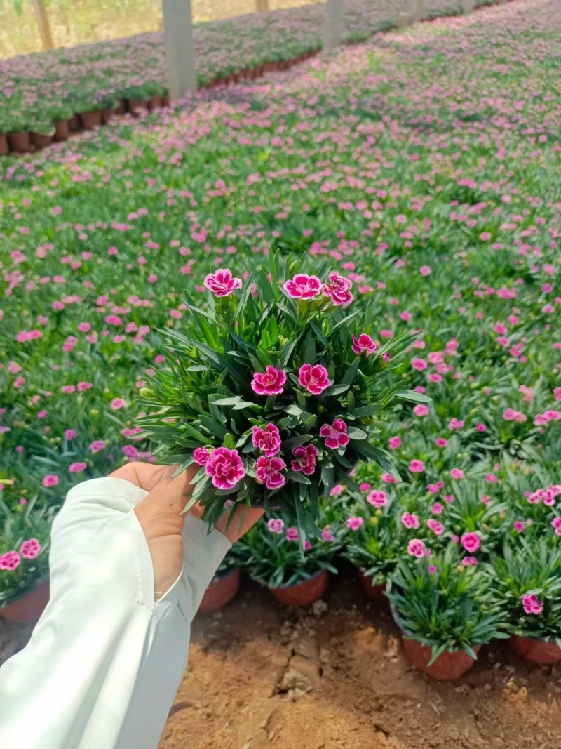 初吻石竹，价格实惠，基地直发