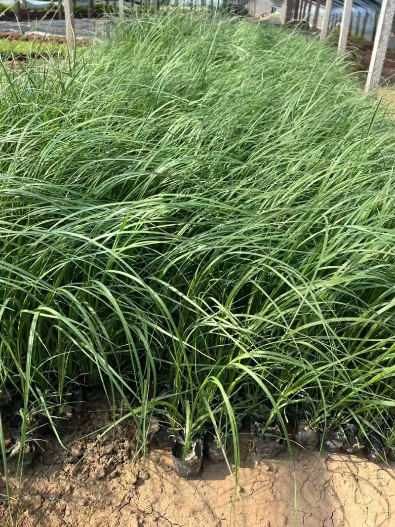 矮蒲苇，价格实惠，基地直发