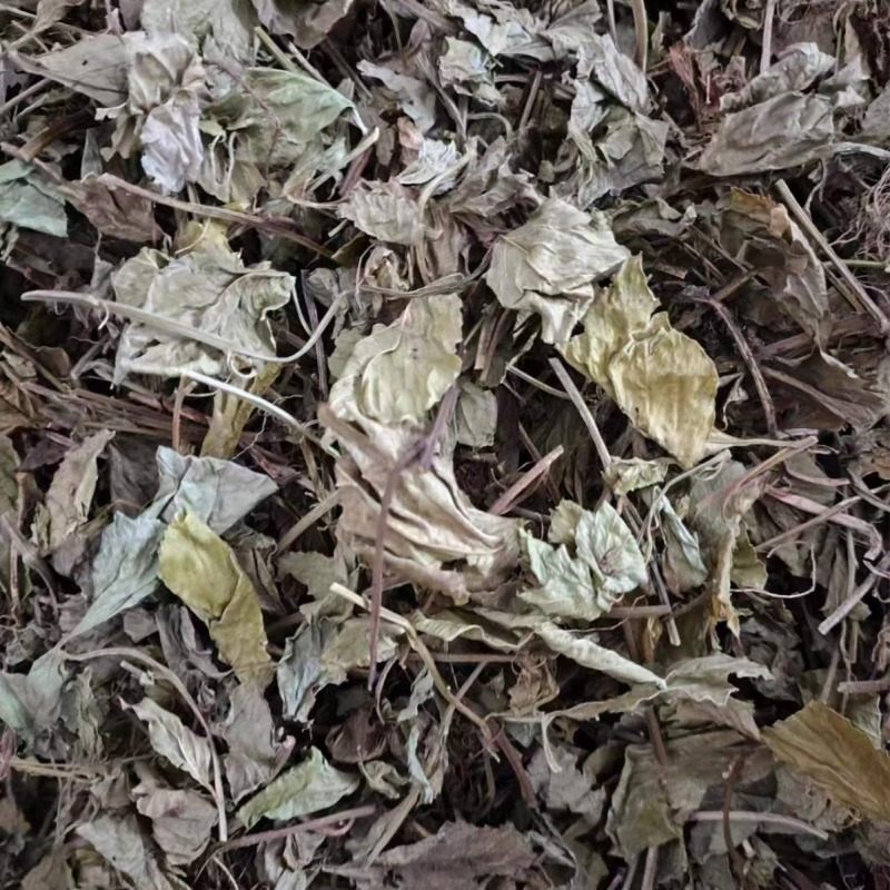 零陵香灵零陵香批