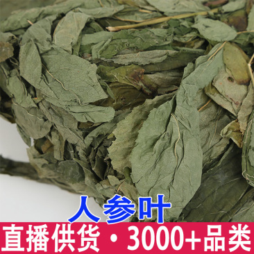 批发现货人参叶长白山特产人参叶子一件代发大货供应