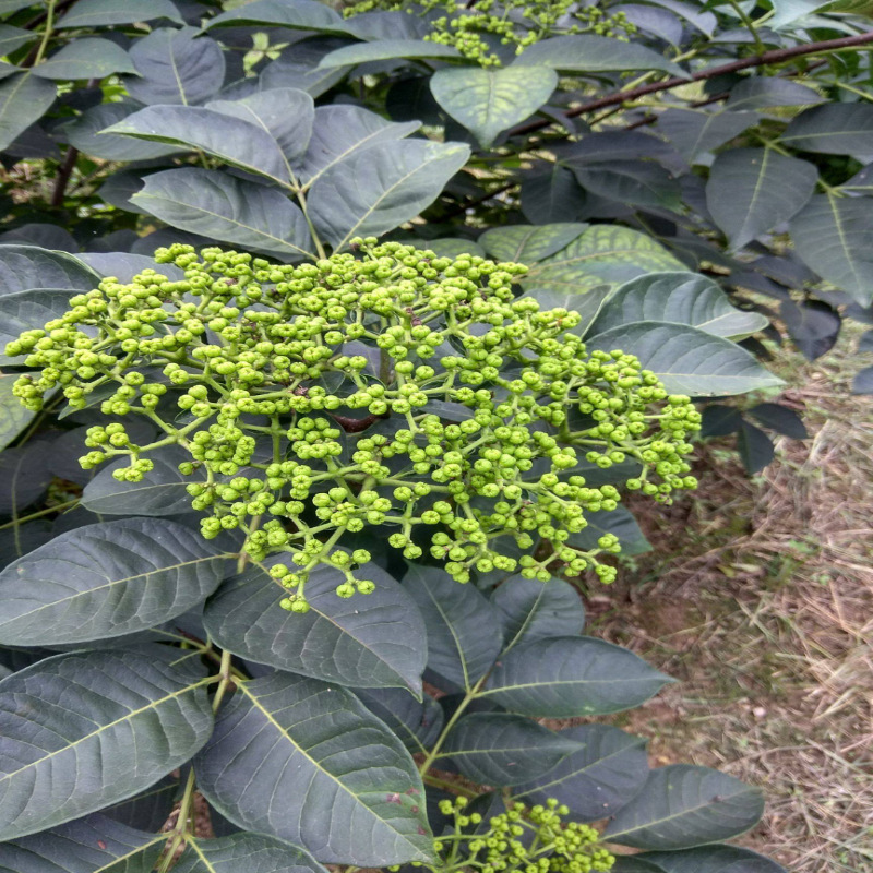 吴茱萸正品新货广西吴萸中花无硫干货天然