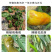 辣椒疫病清原装辣椒专用微生物菌剂杀菌防腐治病专用辣椒提质