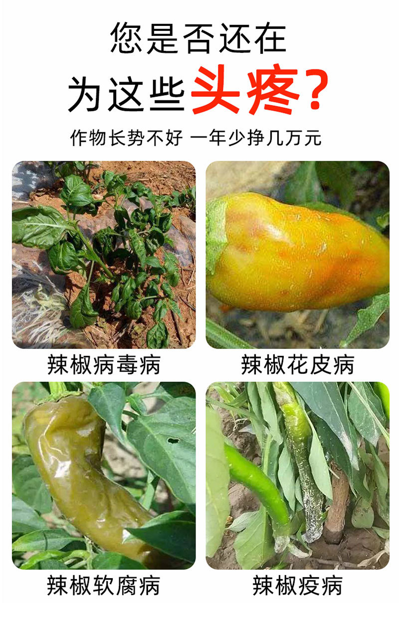 辣椒疫病清原装辣椒专用微生物菌剂杀菌防腐治病专用辣椒提质