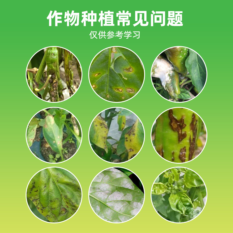 辣椒疫病清原装辣椒专用微生物菌剂杀菌防腐治病专用辣椒提质