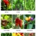 辣椒疫病清原装辣椒专用微生物菌剂杀菌防腐治病专用辣椒提质
