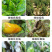 辣椒疫病清原装辣椒专用微生物菌剂杀菌防腐治病专用辣椒提质