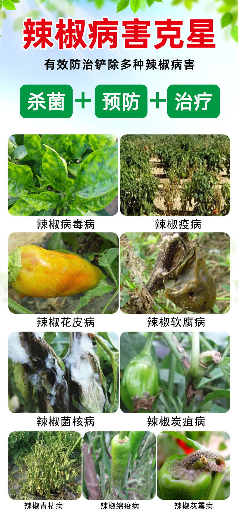 辣椒疫病清原装辣椒专用微生物菌剂杀菌防腐治病专用辣椒提质