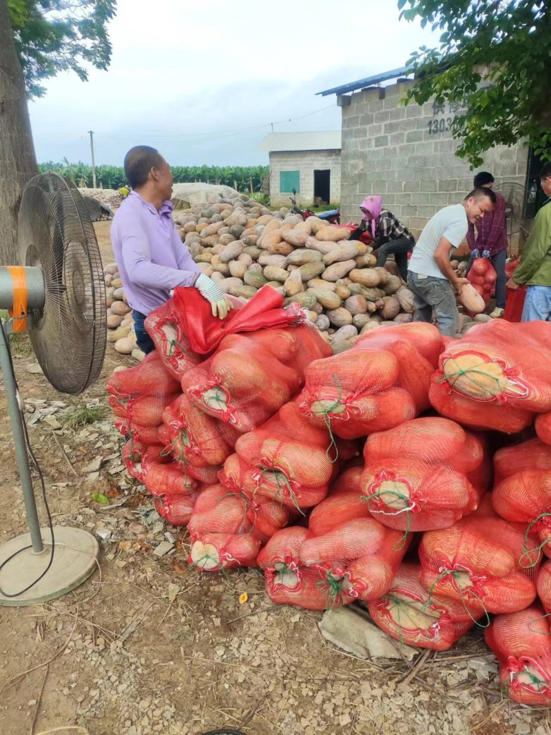 广东蜜本南瓜软糯香甜品质保证可对接电商，商超，市场