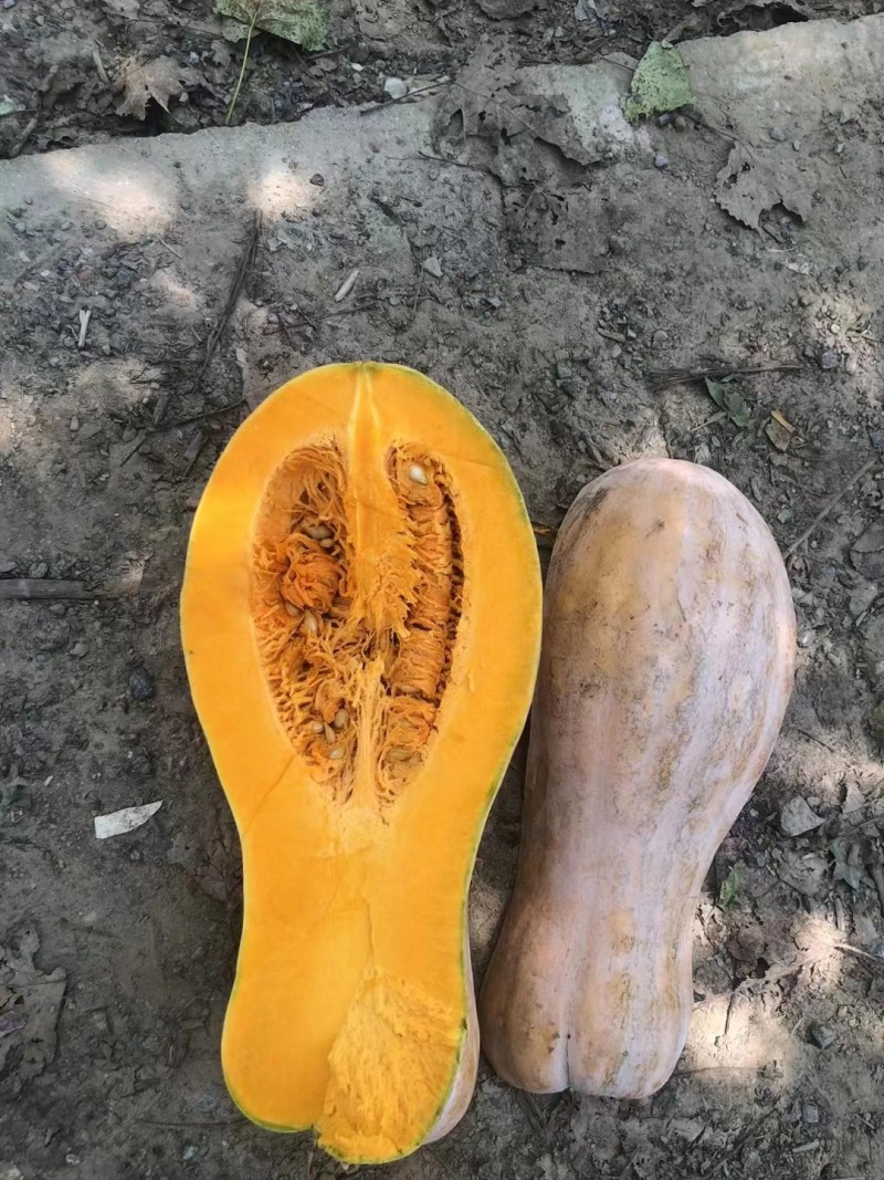 广东蜜本南瓜软糯香甜品质保证可对接电商，商超，市场