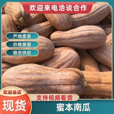 广东蜜本南瓜软糯香甜品质保证可对接电商，商超，市场