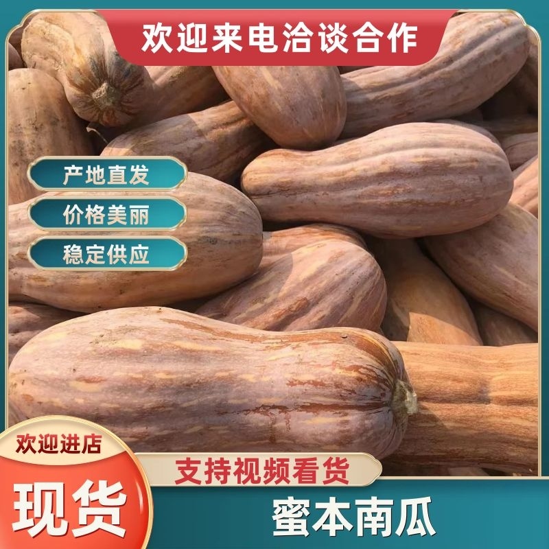 广东蜜本南瓜软糯香甜品质保证可对接电商，商超，市场