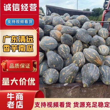 广东清远香芋南瓜，大量上市供应批发市场，对接电商平台。