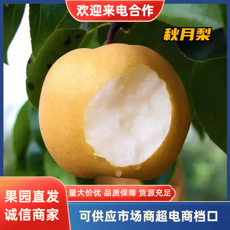 【秋月梨】大量供应产地批发一手货源视频看货代发全国