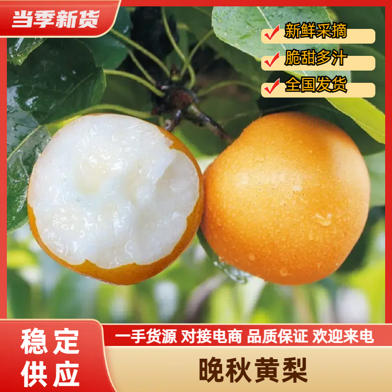 【实力商家】晚秋黄梨甜脆多汁现摘现发产地批发一手货