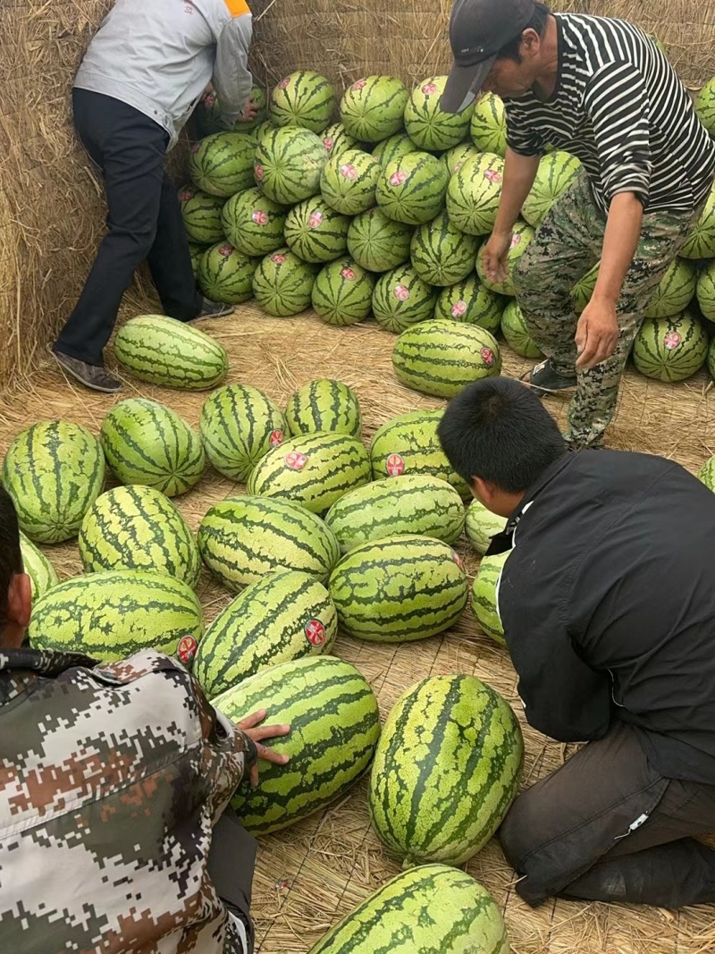 宁夏石头瓜代发代发全国水果批发市场质量三包，价格优
